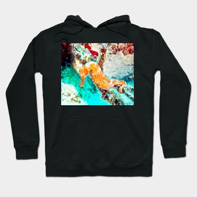 Orange Caribbean Sea Horse Hoodie by Scubagirlamy